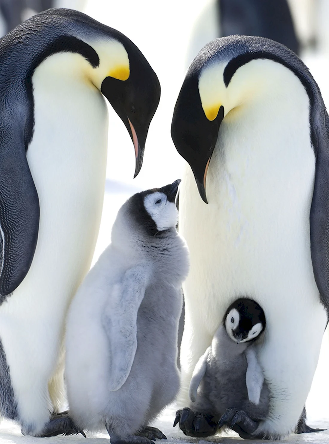 Птенец Императорского пингвина