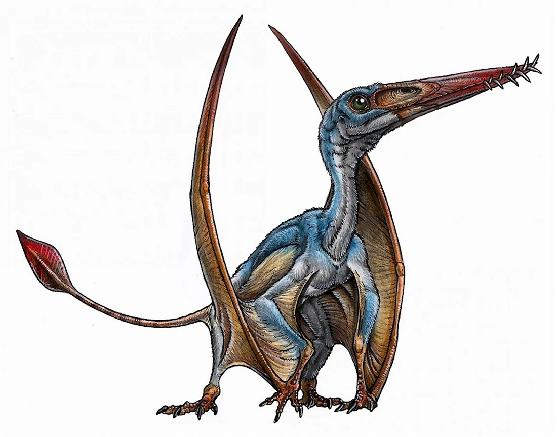 Птерозавры мезозоя