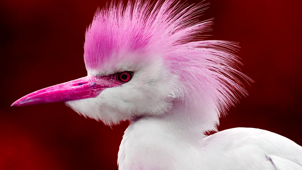 Птичка розовый