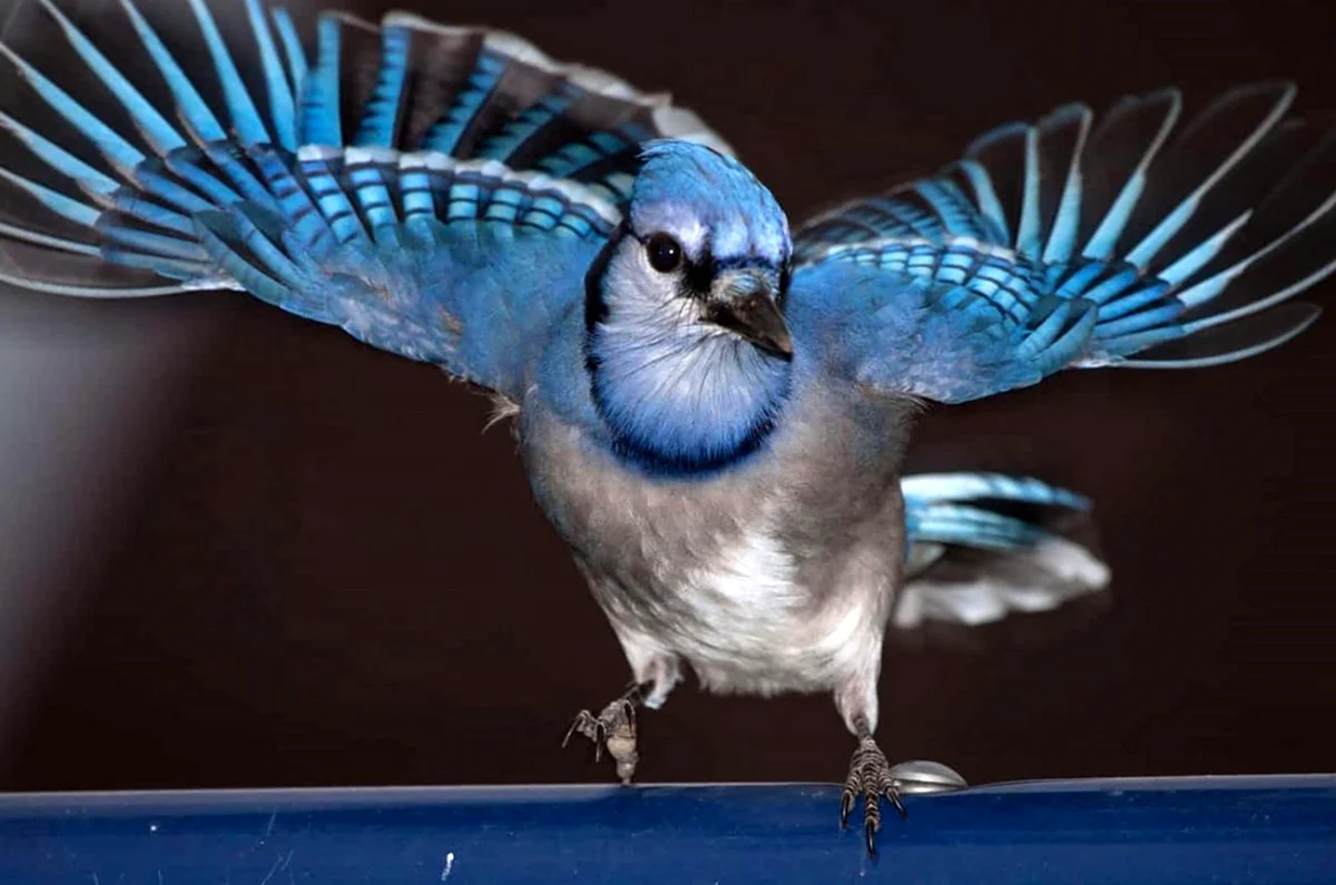 Птичка Сойка голубая