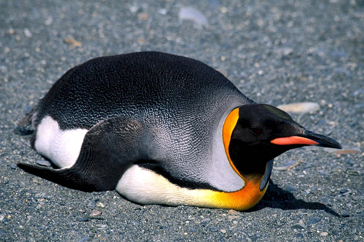 Птица Королевский Пингвин