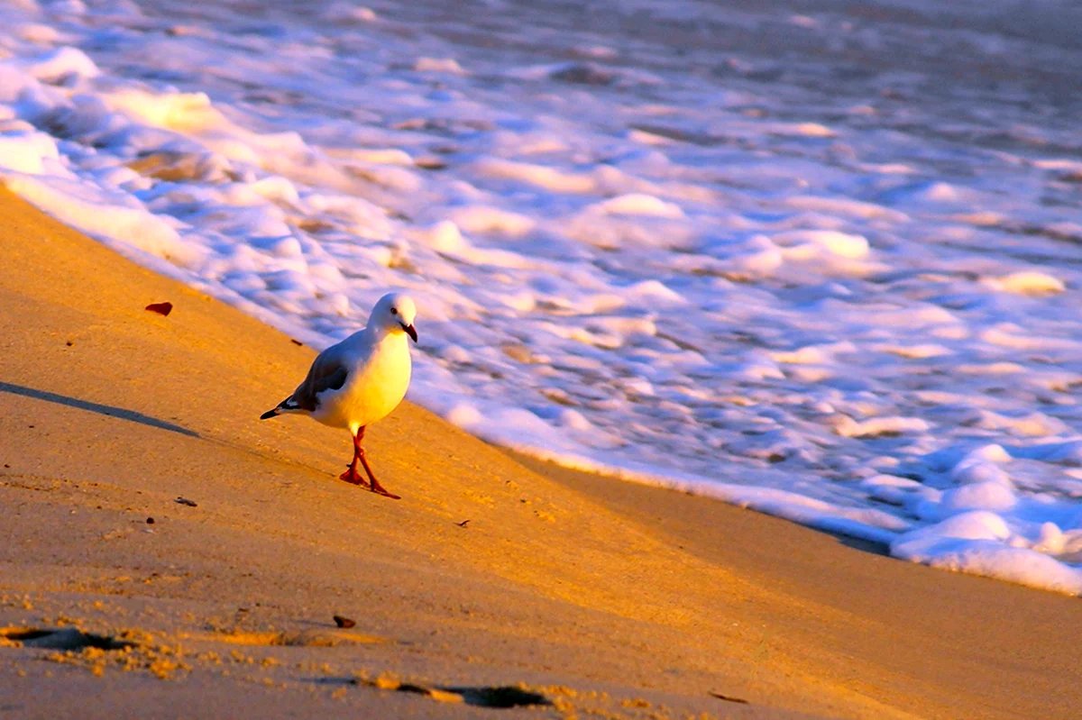 Птица на берегу моря