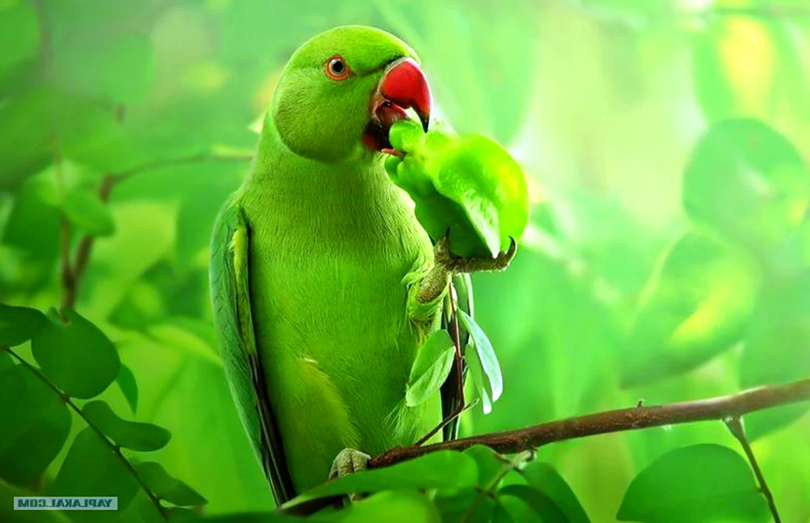 Птица на зеленом фоне