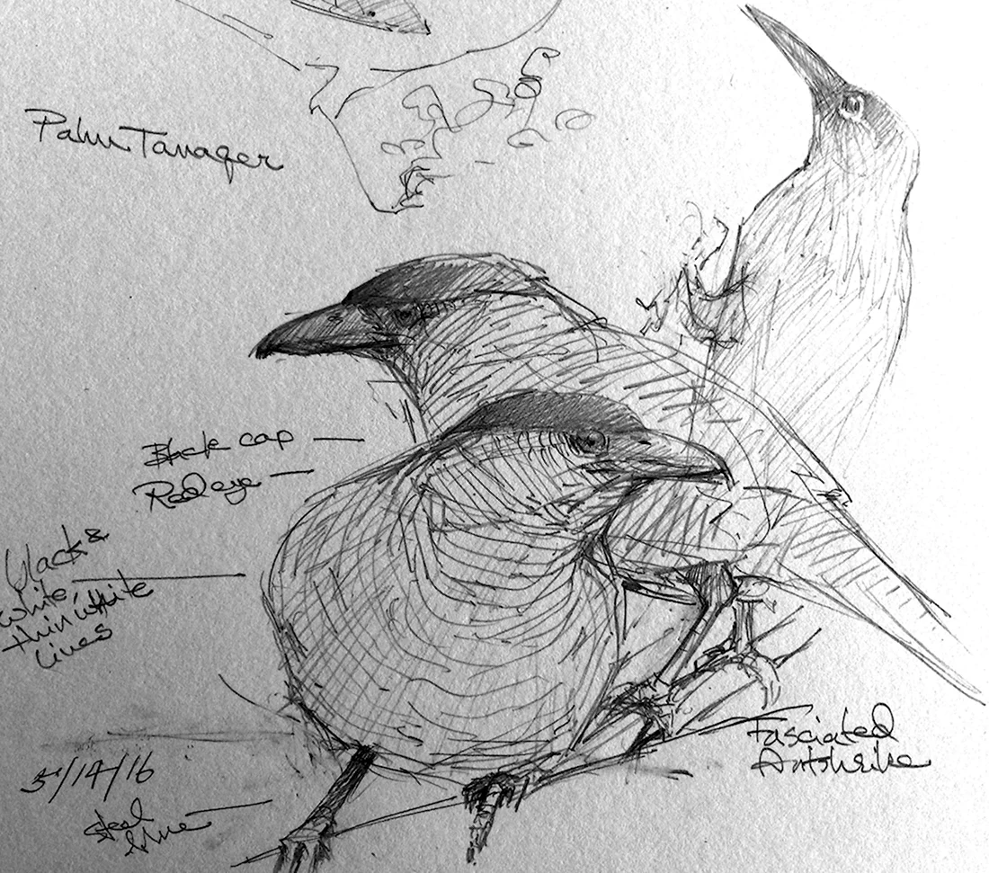 Птица рисунок карандашом профессиональный