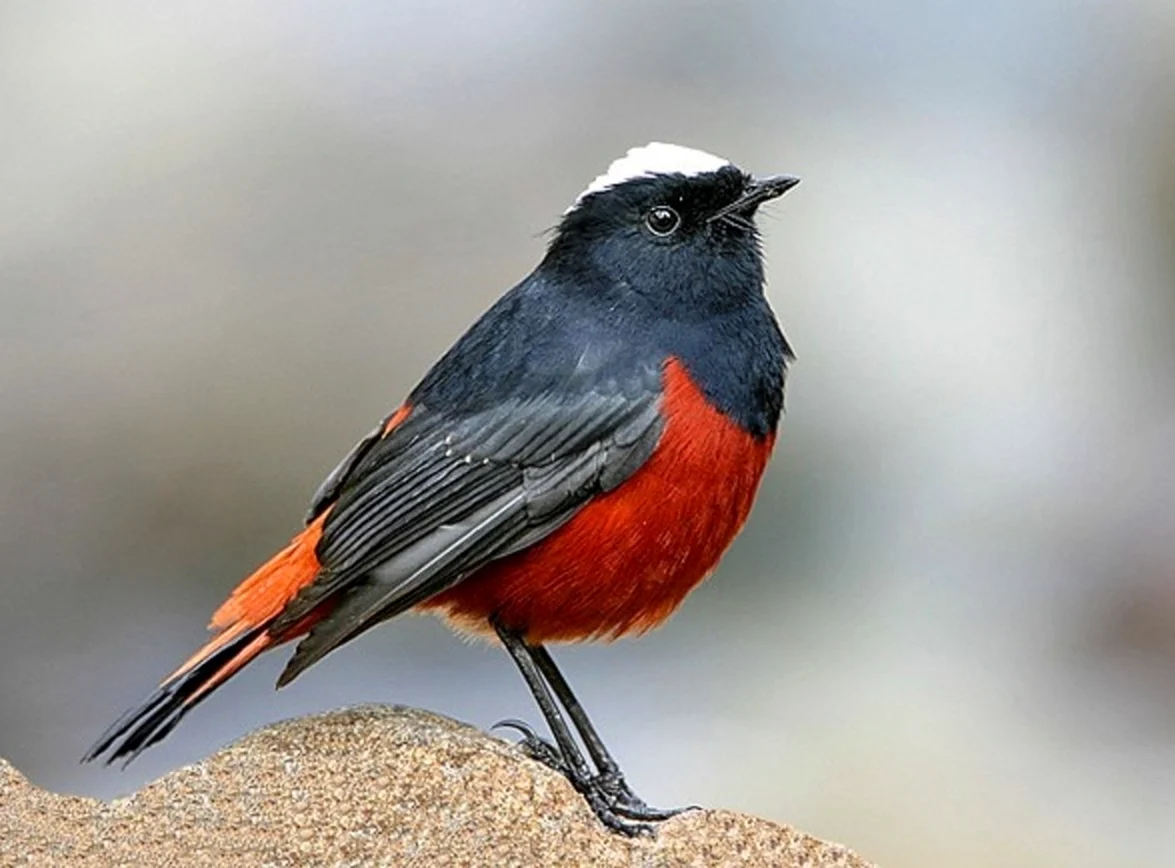 Птица с красным брюшком