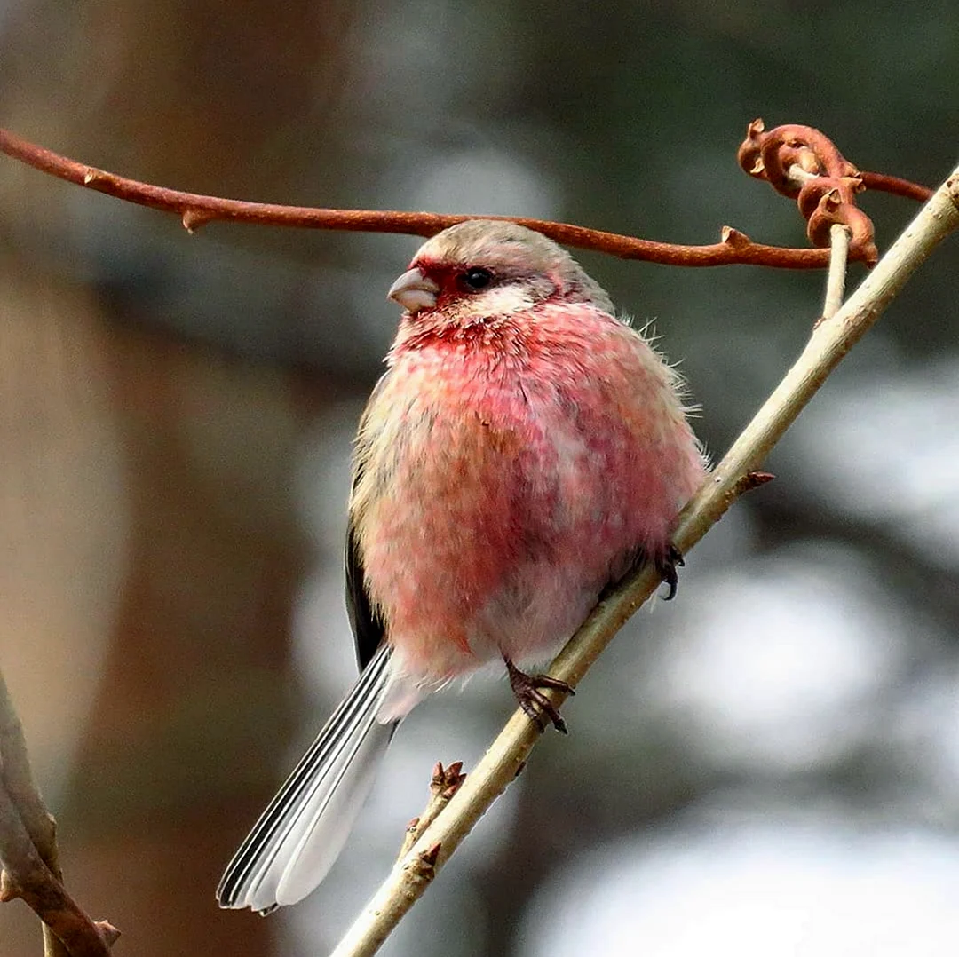 Птица с розовой спиной