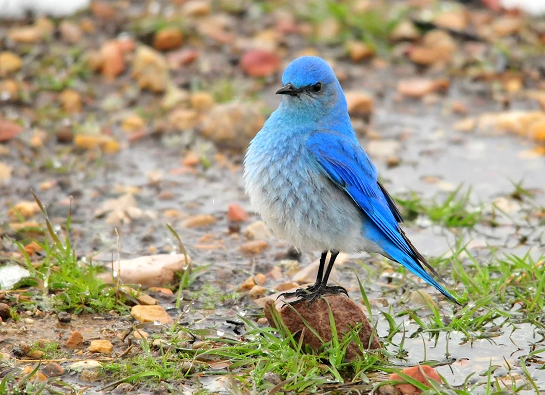Птица штата Айдахо - голубая сиалия