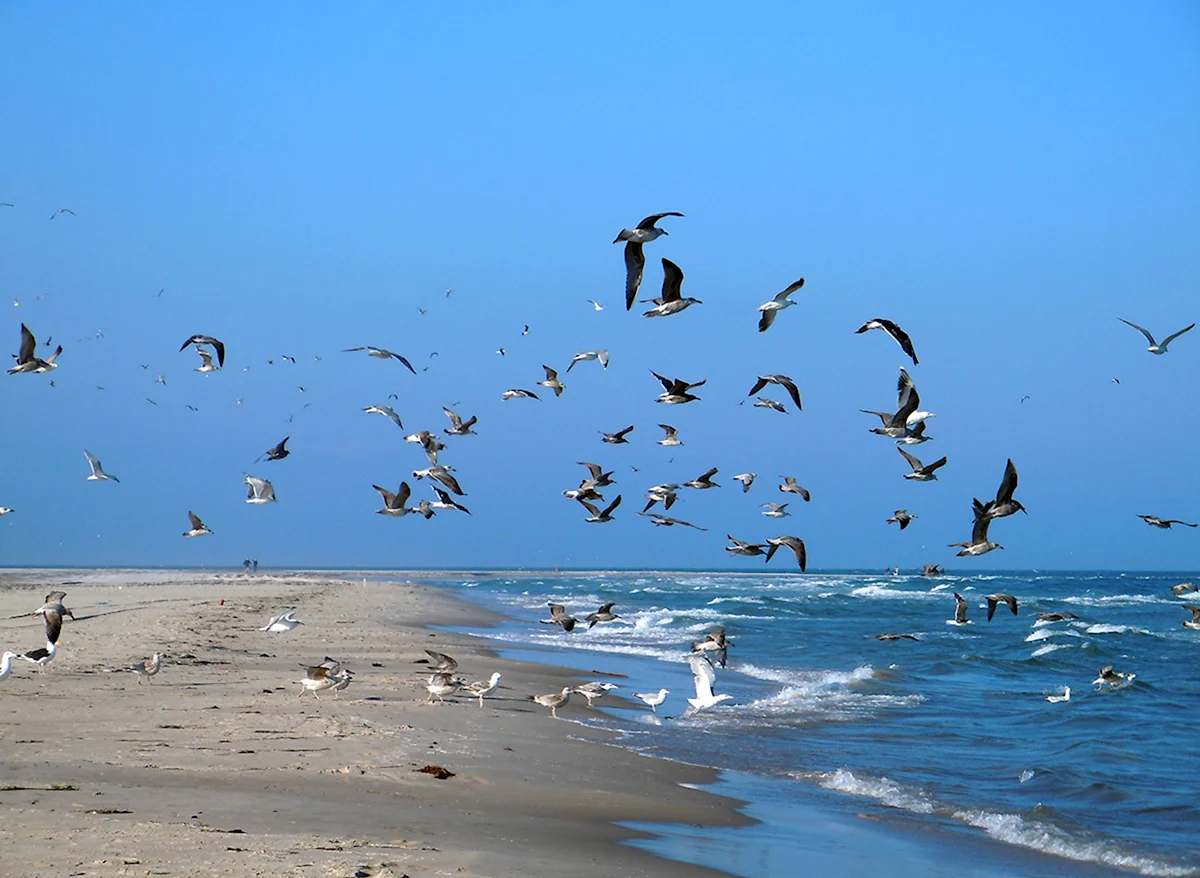 Птицы Азовского моря
