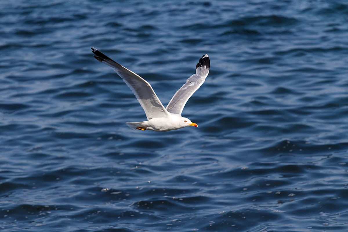 Птицы черного моря Альбатрос