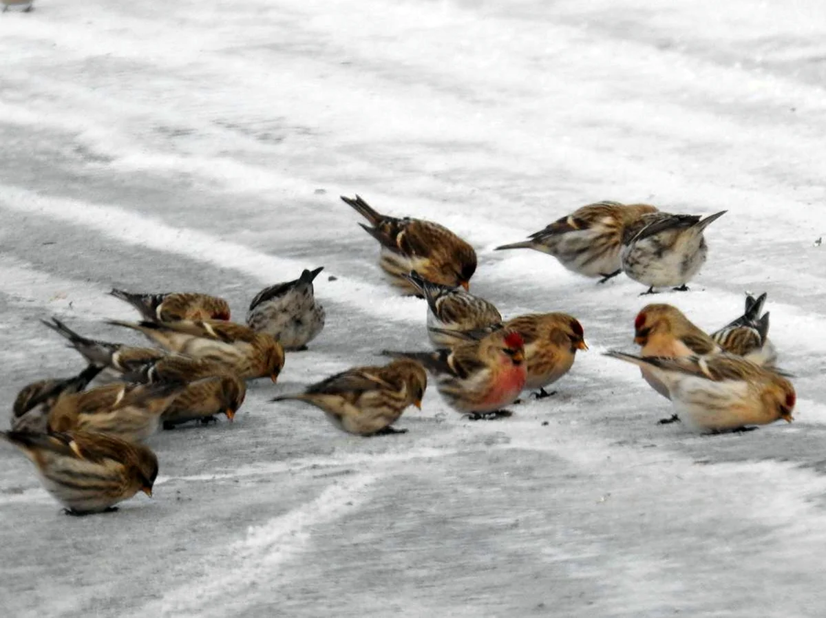 Птицы обитаемые зимой в Тюменской области