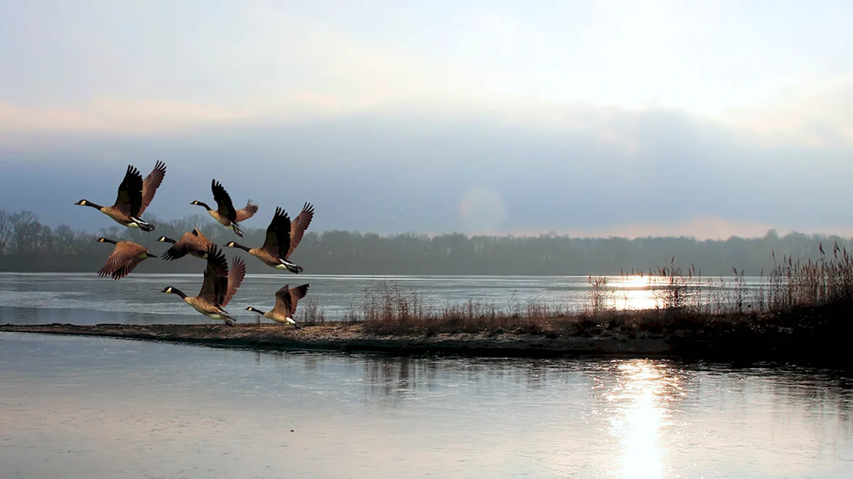 Птицы озера Селигер