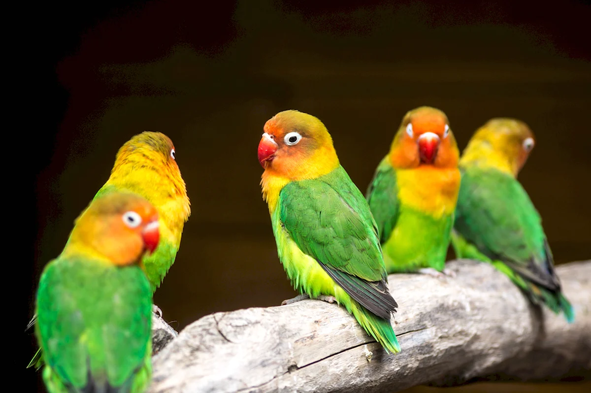 Птицы попугаи неразлучники