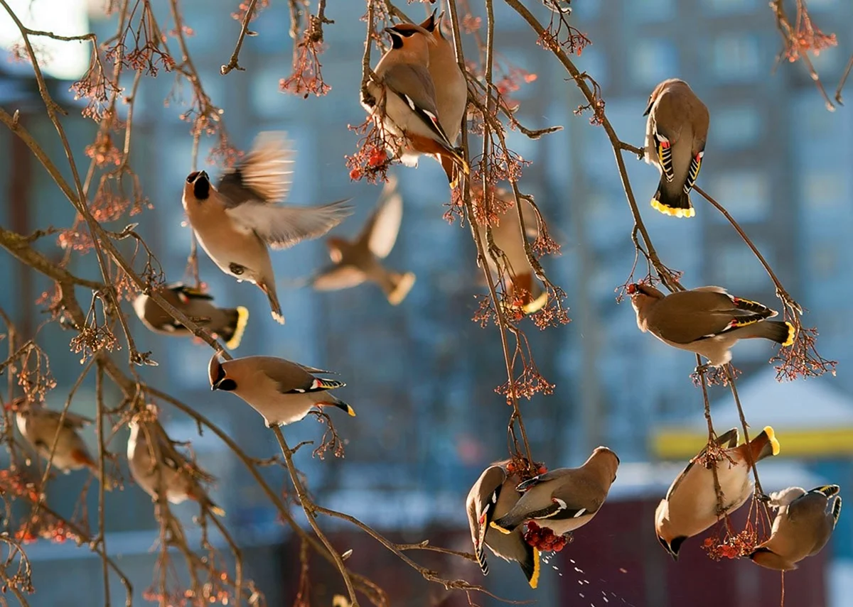 Птицы ранней весной