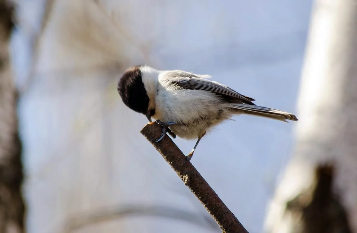 Птицы Тюменской области