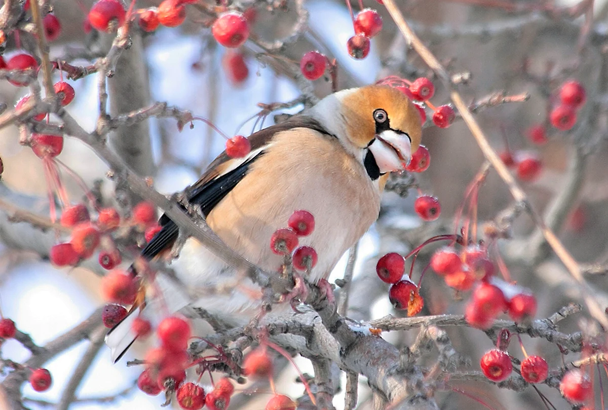 Птицы Тюменской области зимой