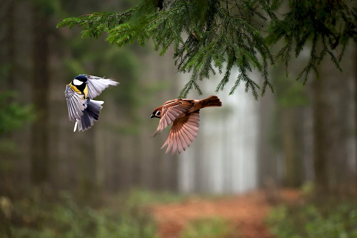 Птицы в лесу