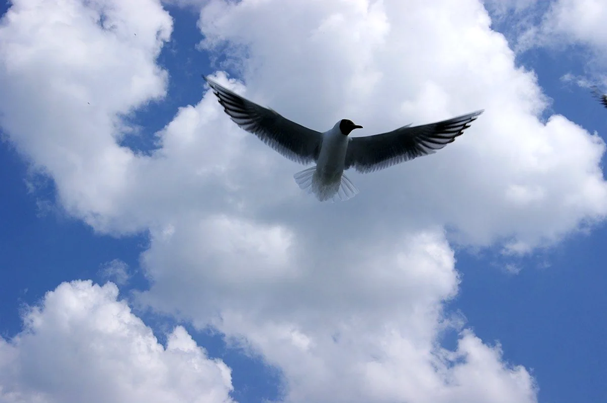 Лети словно орел текст. Птицы в небе. Птица в полете. Птица парит в небе. Птицы улетают.