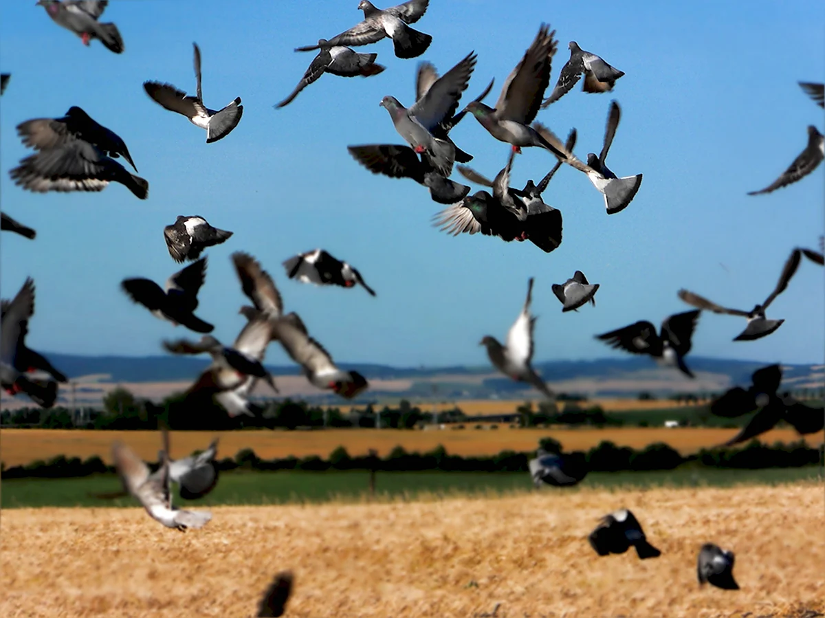 Птицы в поле