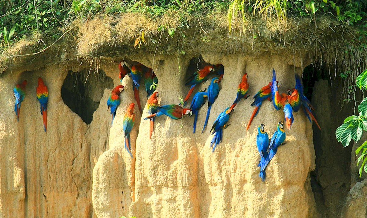 Пуэрто-Мальдонадо Перу попугаи