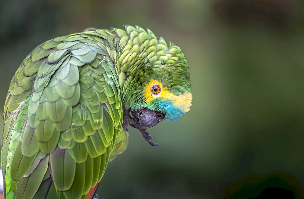 Пуэрториканский попугай