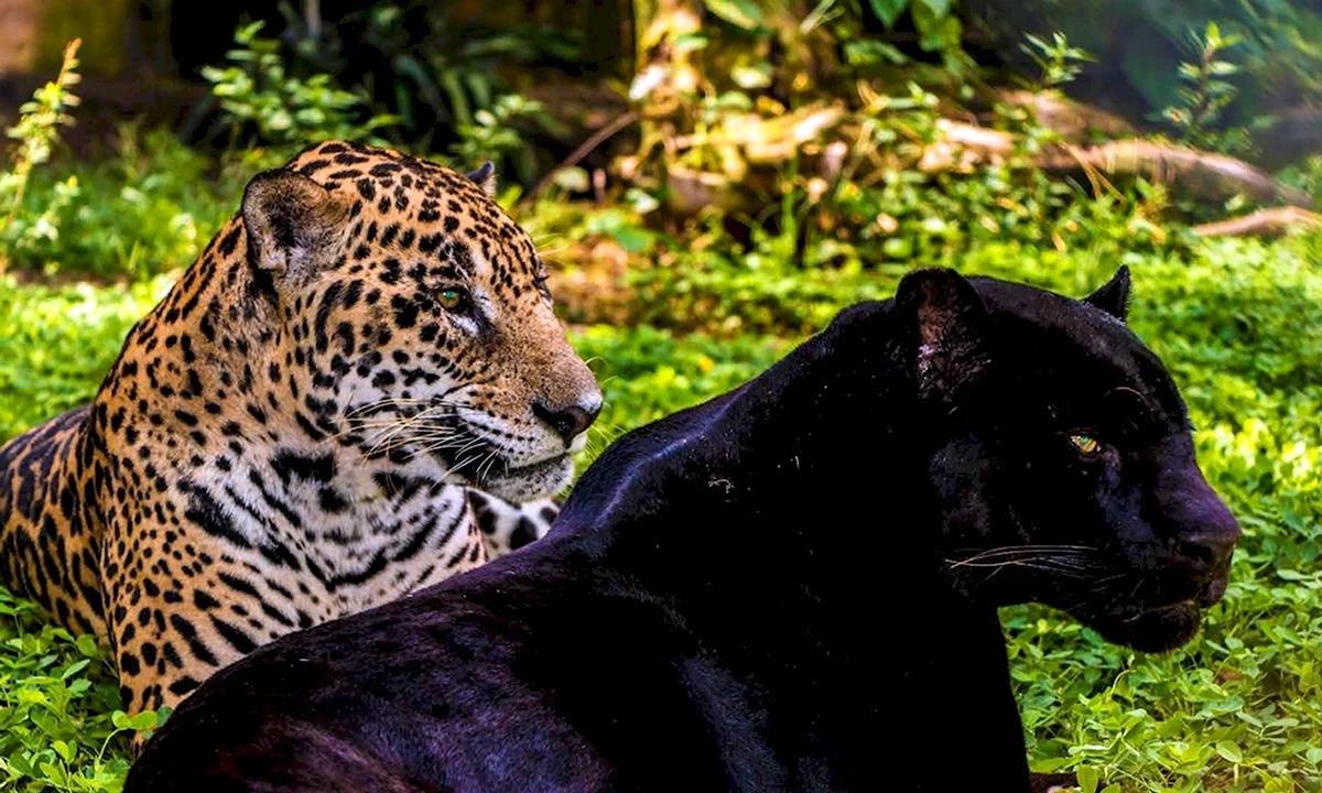 Пума Ягуар леопард пантера