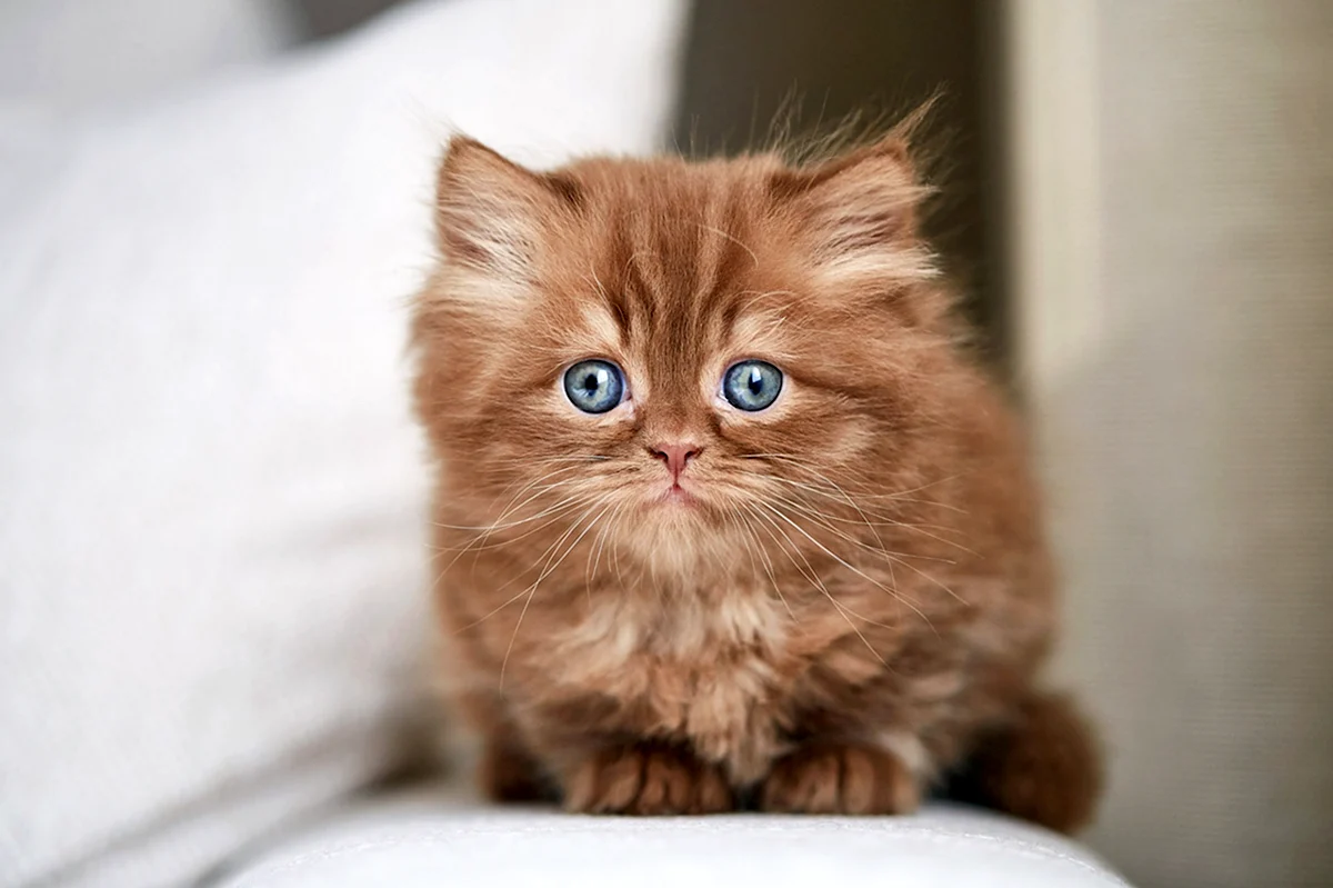 Пушистый голубоглазый рыжий котенок