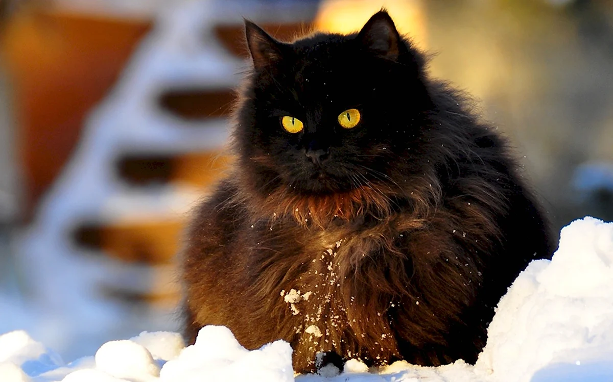 Пушистый кот в снегу