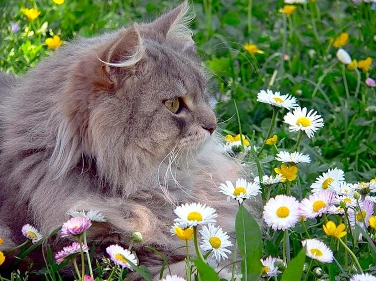 Пушистый кот в цветах