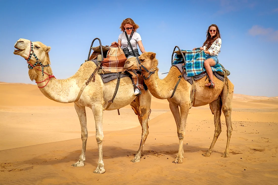 Пустыня Намиб Верблюды