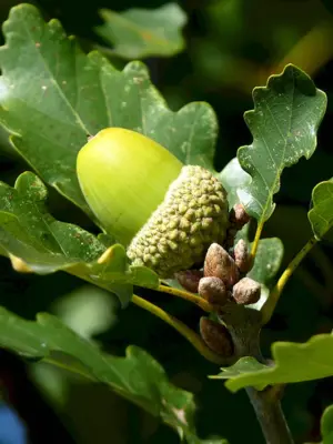 Quercus Robur плод