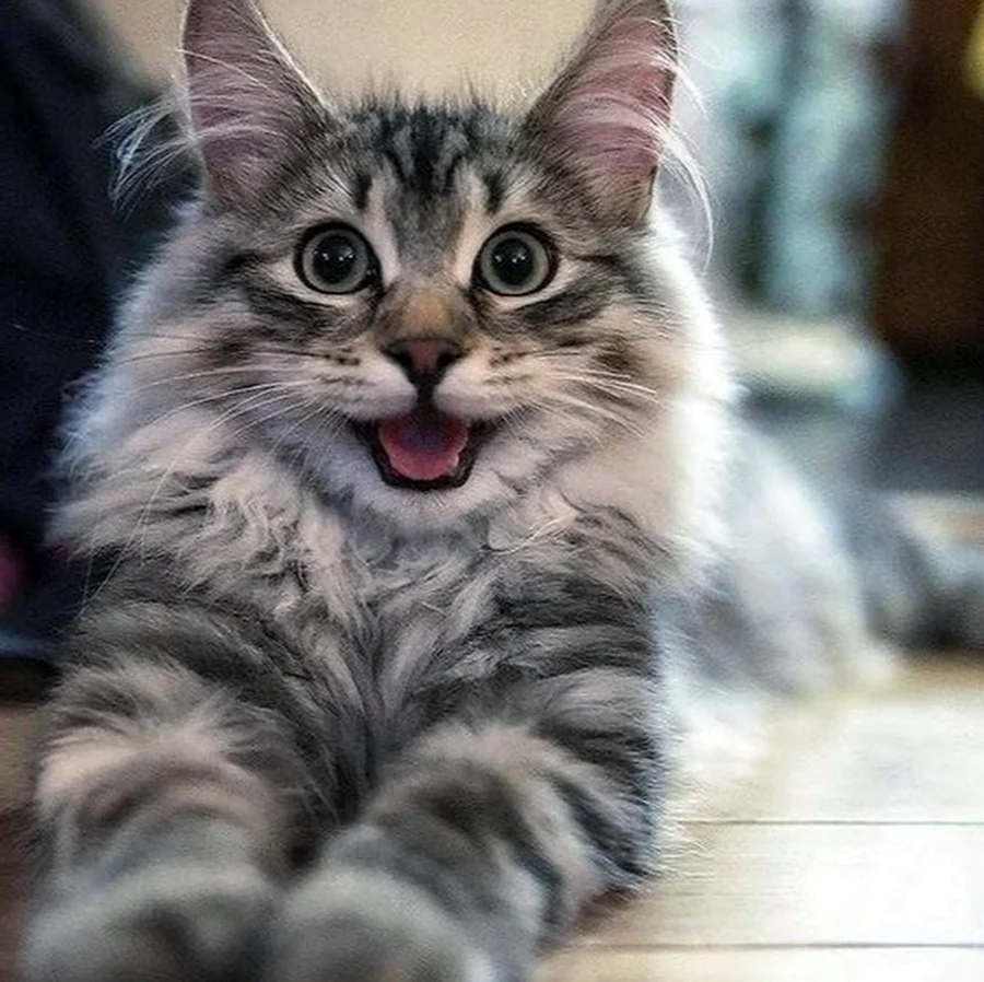 Радостный кот