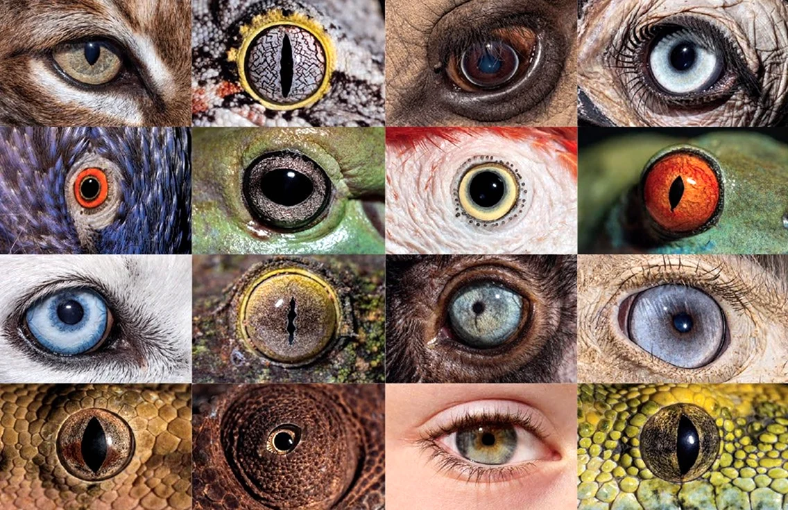 Радужка глаза животных