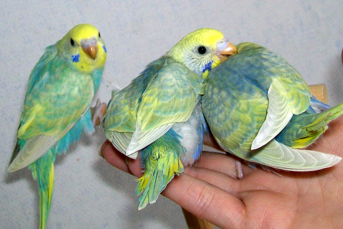 Радужный окрас волнистых попугаев