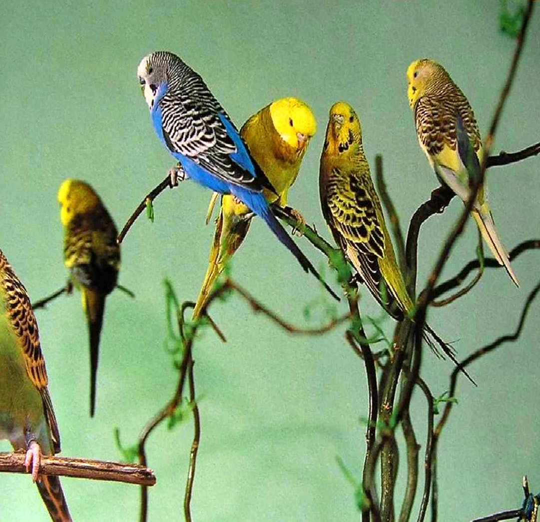 Радужный окрас волнистых попугаев