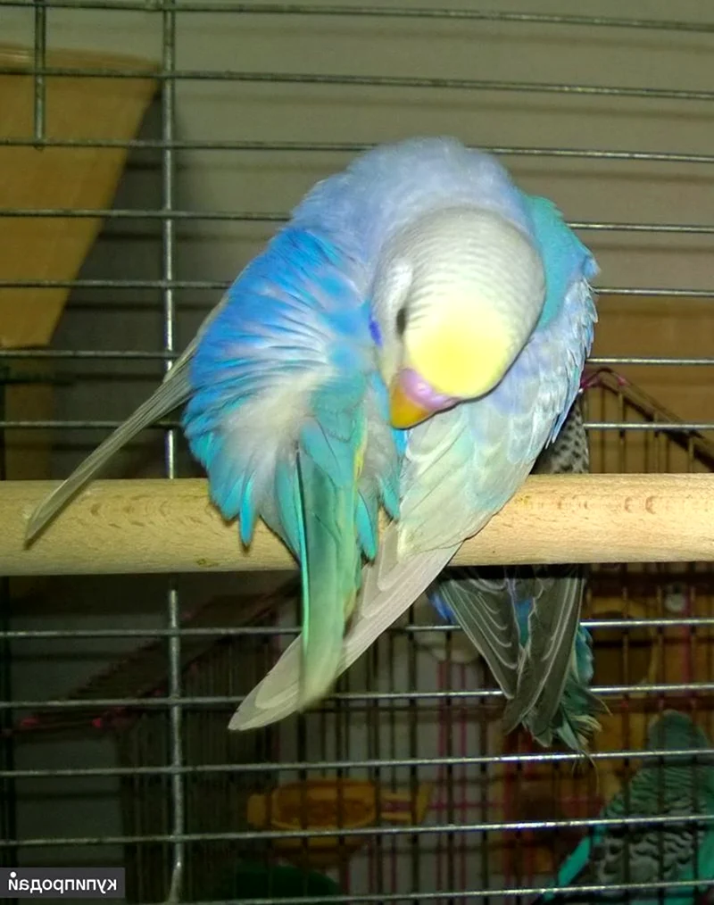 Радужный волнистый попугай