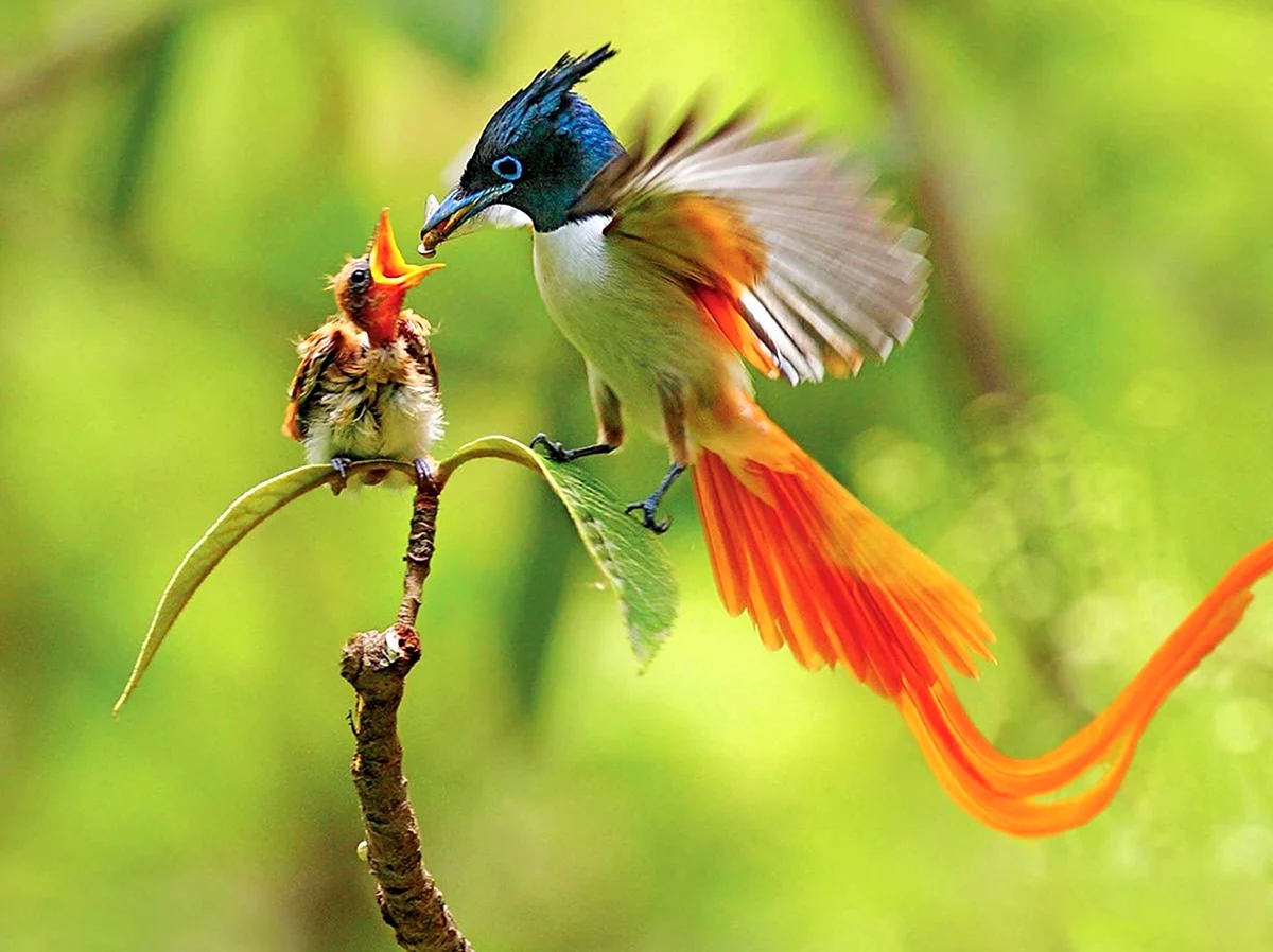 Райская мухоловка птица