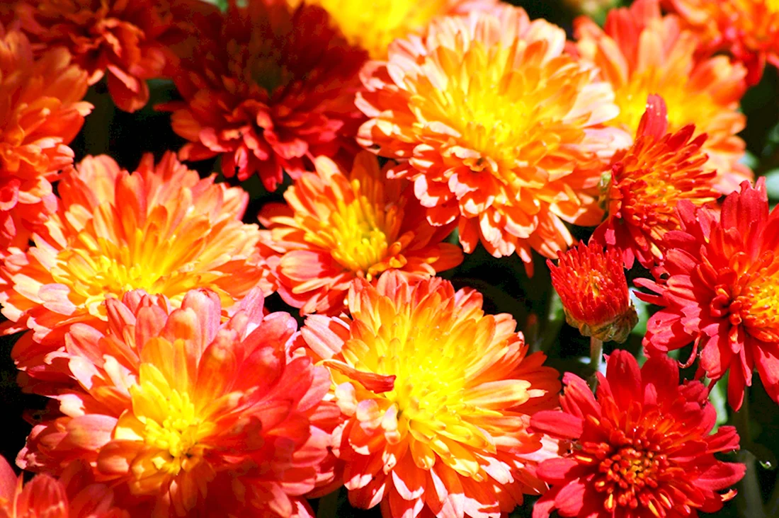 Раноцветущие хризантемы многолетние
