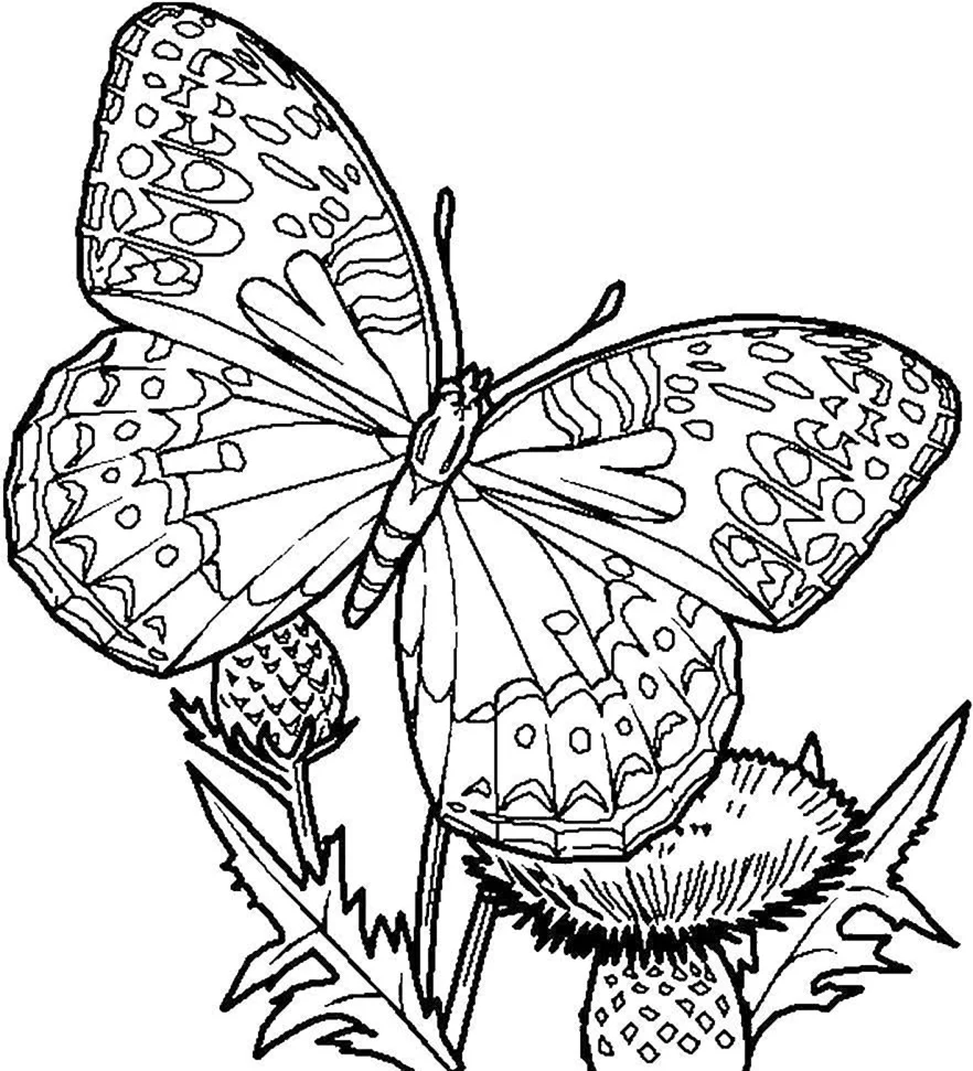 Раскраска бабочки