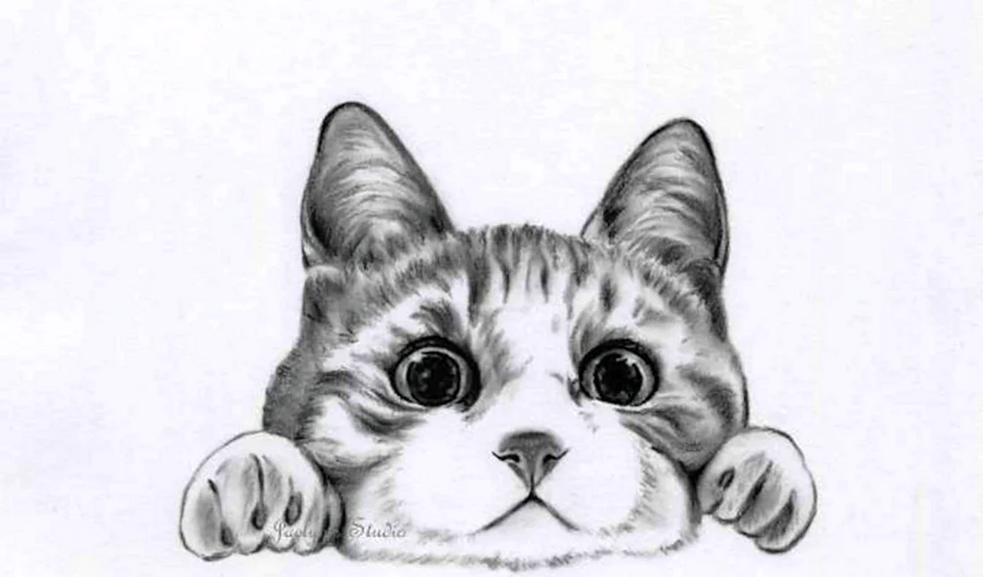 Раскраска милые котики нарисованные фото с фоном
