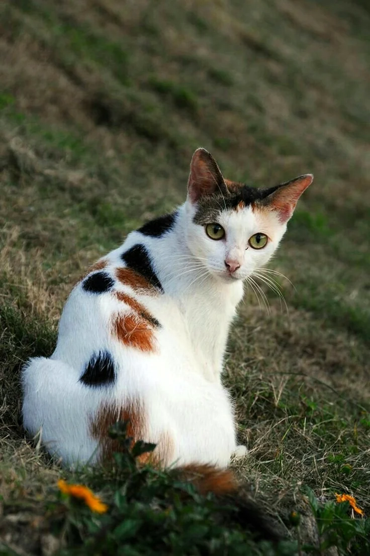 Расцветка кошек Калико