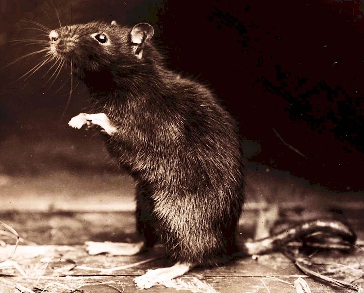 Rattus Rattus чёрная крыса