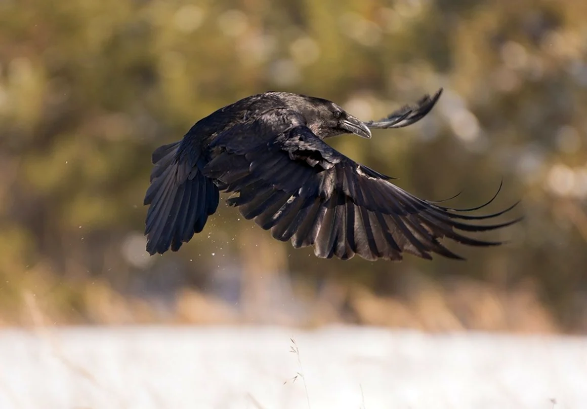 Размах крыльев ворона