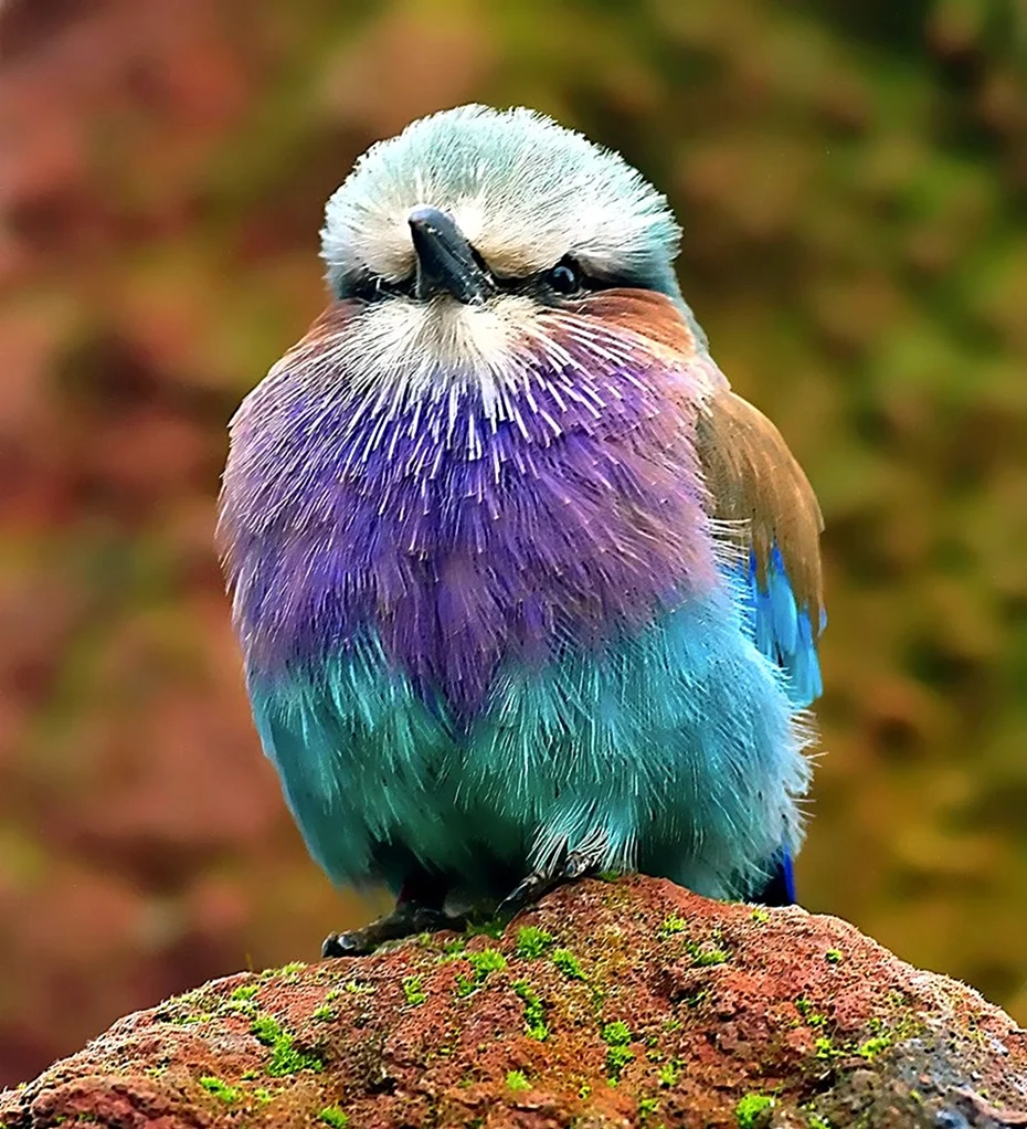 Разноцветная птица Лилак