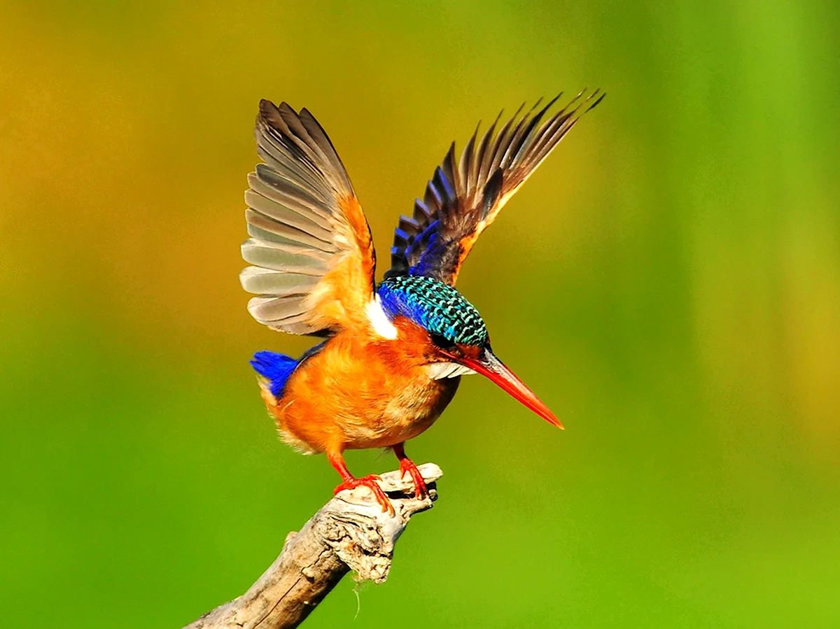Разноцветная птица на Северном Кавказе