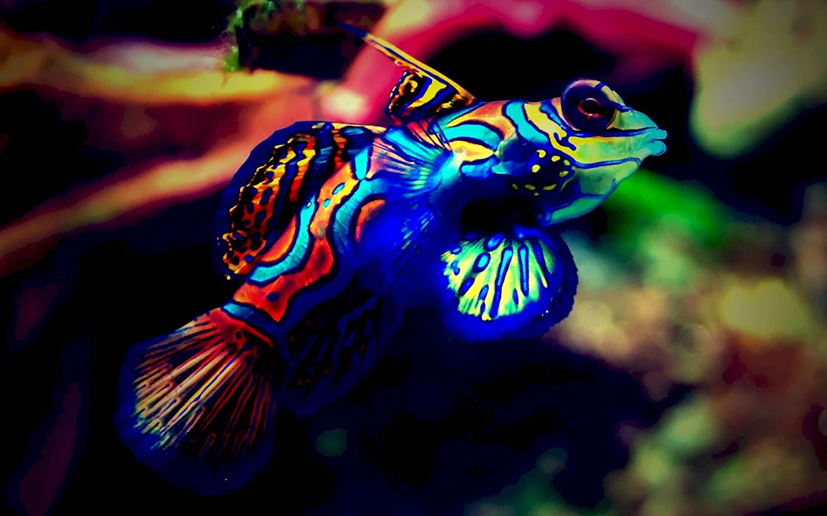 Разноцветные аквариумные рыбки