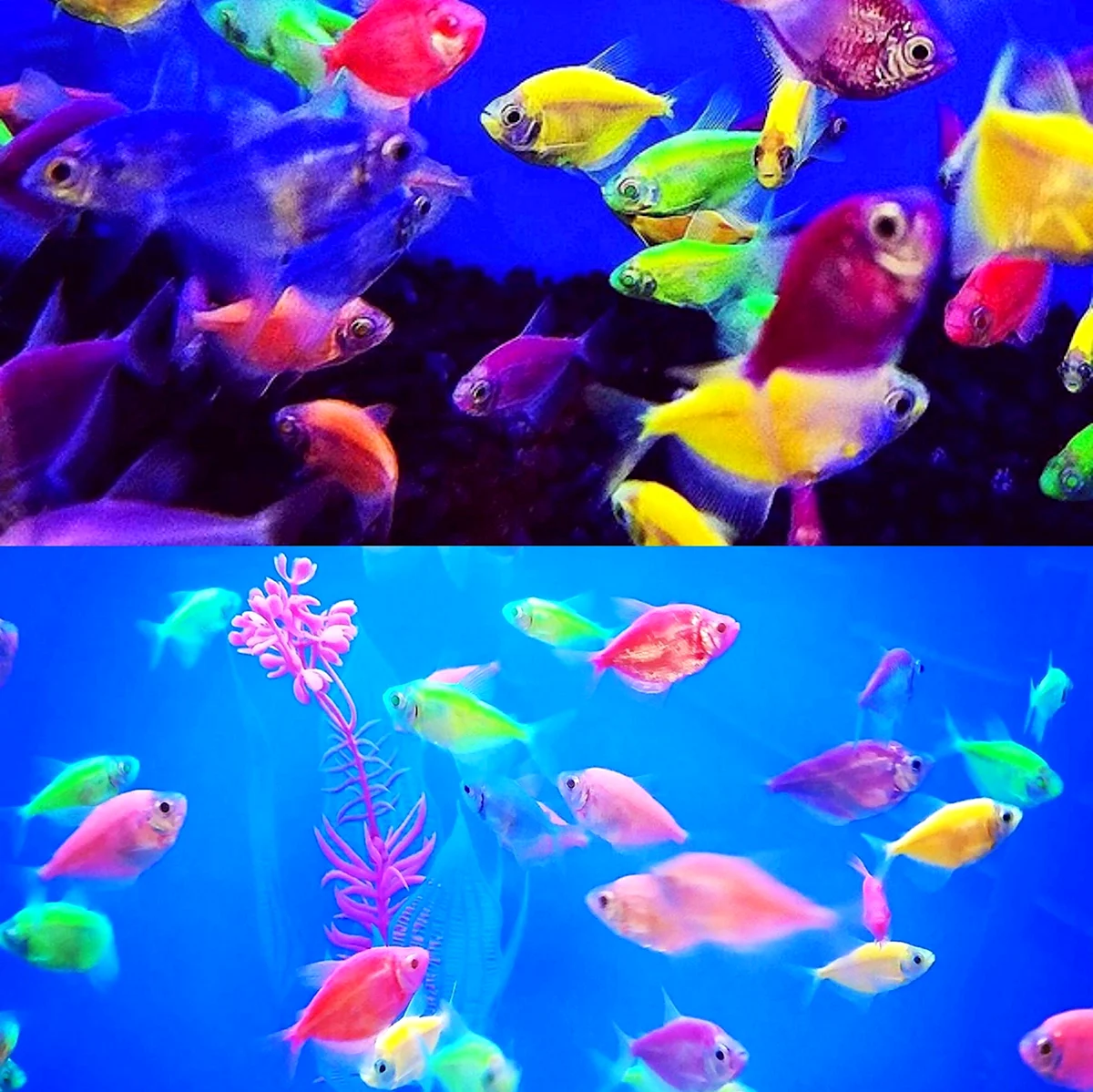 Разноцветные аквариумные рыбки Тернеция