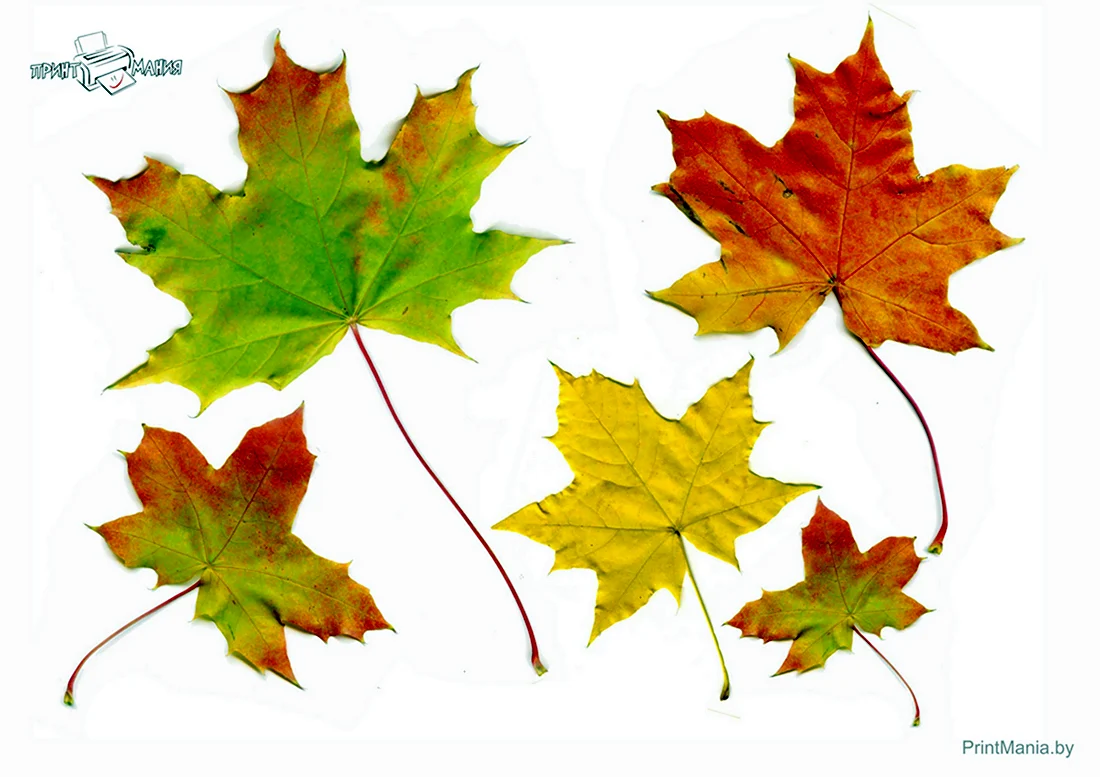Разноцветные кленовые листья