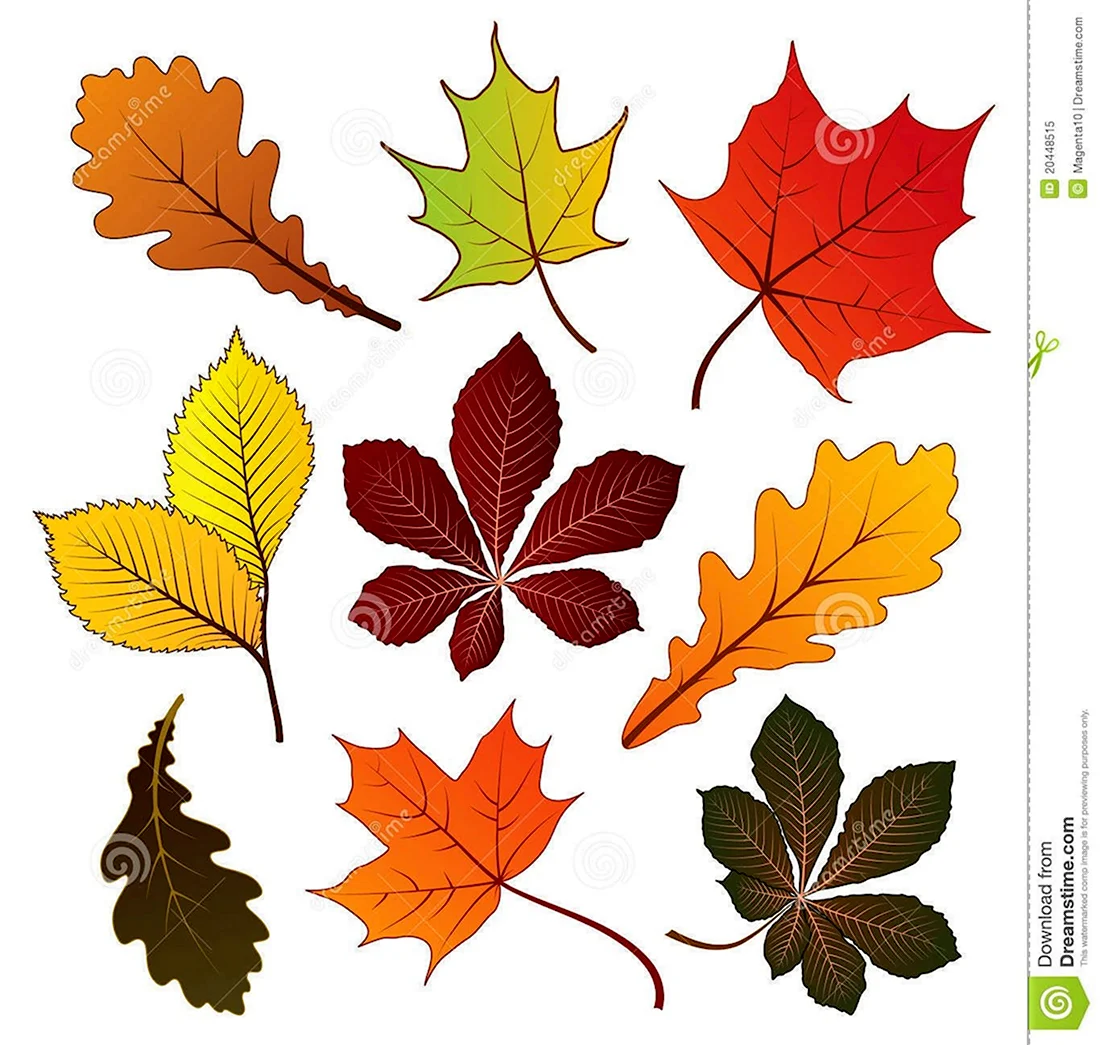 Разноцветные листья разных деревьев