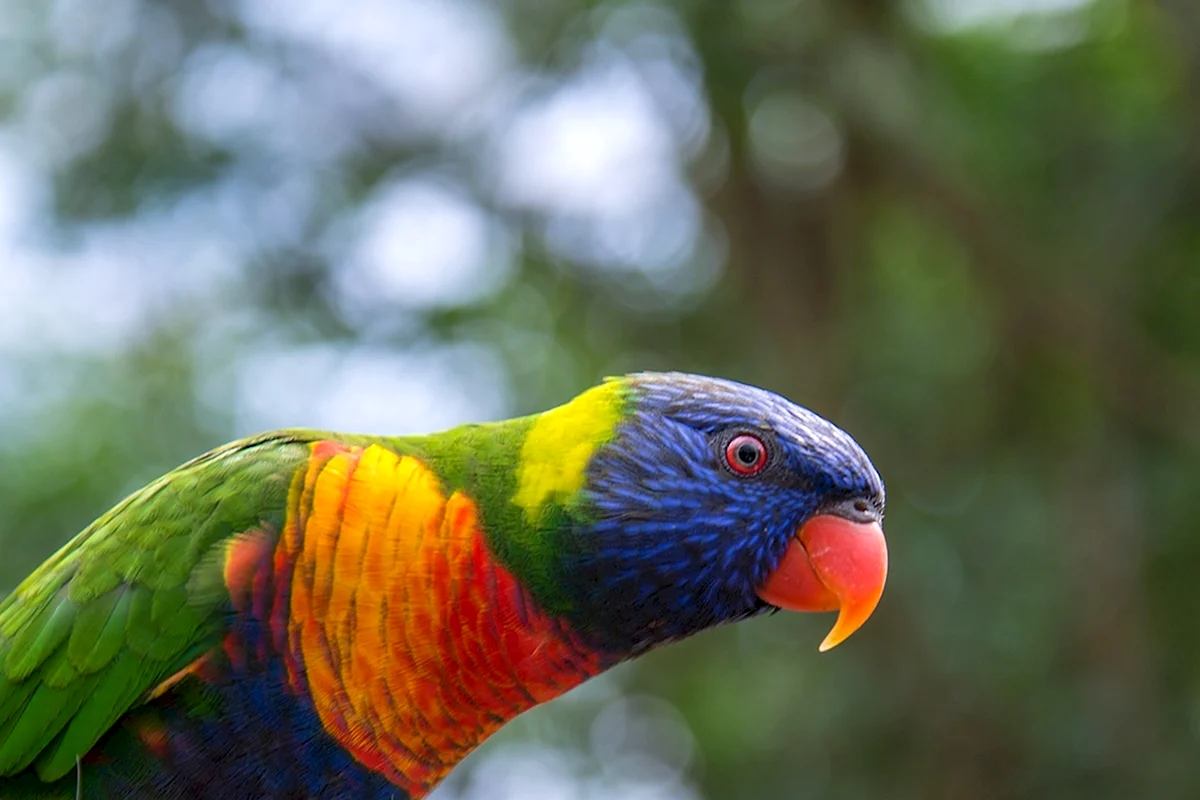 Разноцветный попугай как называется