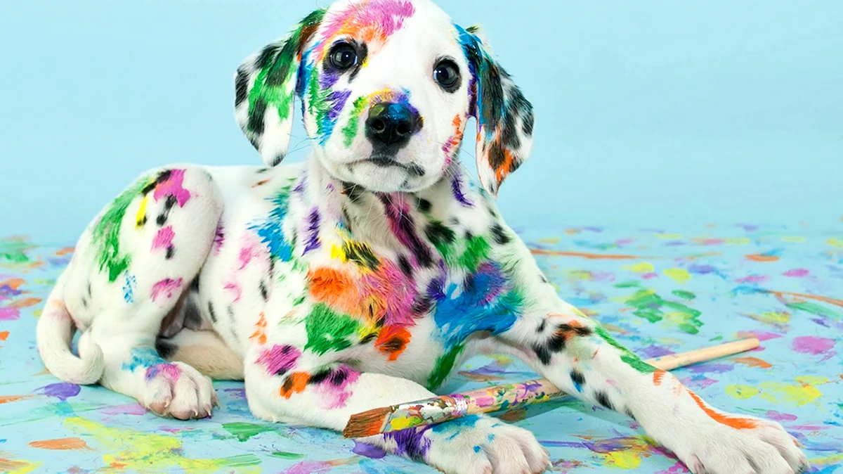 Разноцветный щенок
